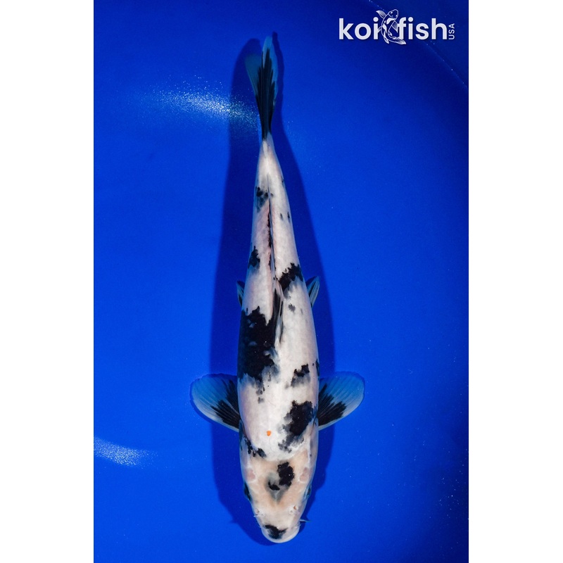 12.25" SHIRO UTSURI