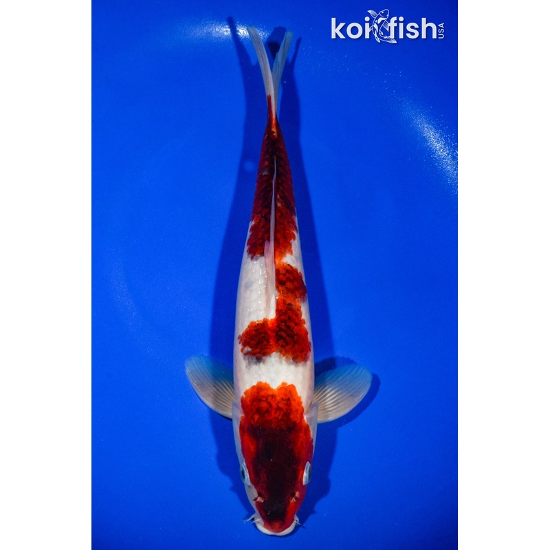 12.5" GOROMO