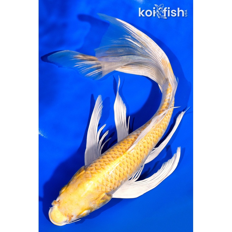 12.5" HARIWAKE BUTTERFLY