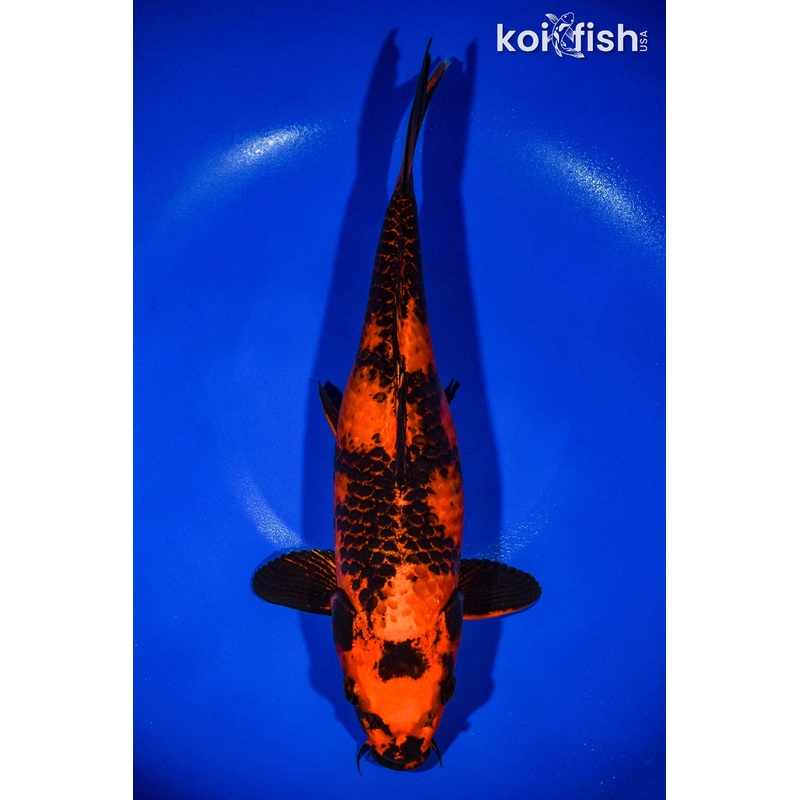 13.25" KIN HI UTSURI