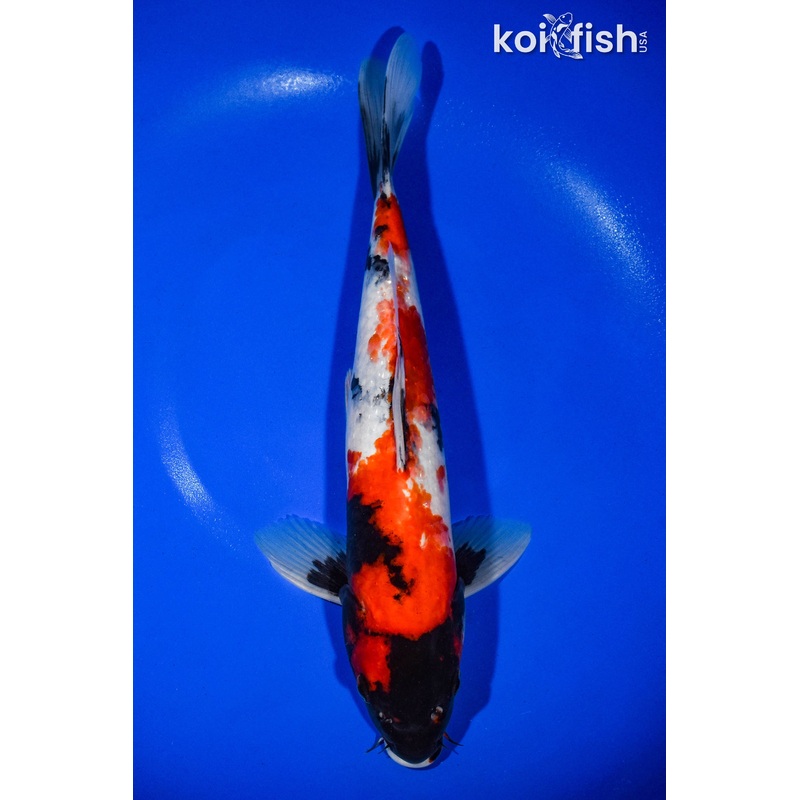 13.25" SHOWA