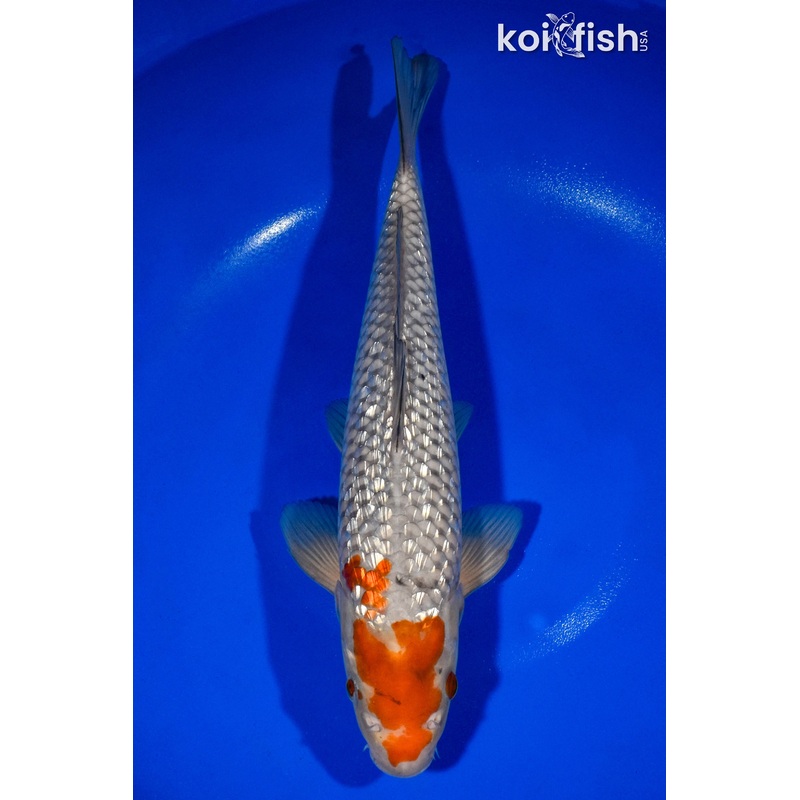 13.5" GINRIN OCHIBA SHIGURE