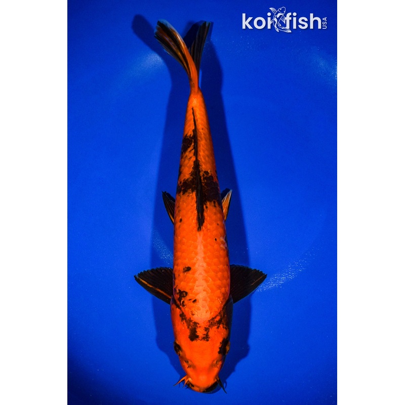 13" KIN HI UTSURI