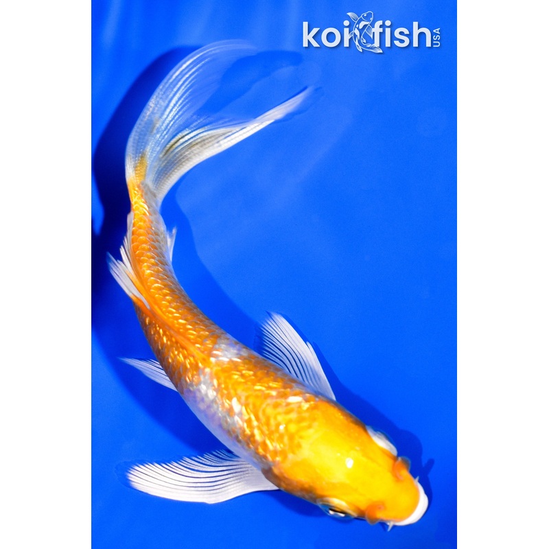 4.25" GINRIN HARIWAKE BUTERFLY