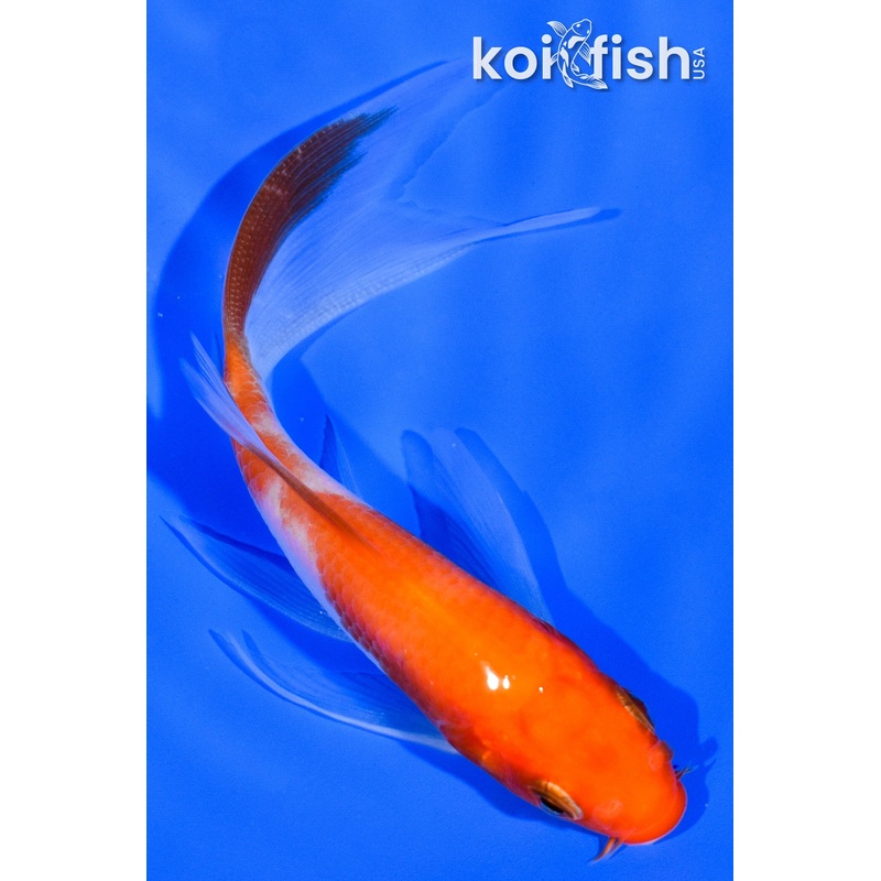 4.25" KOHAKU BUTTERFLY