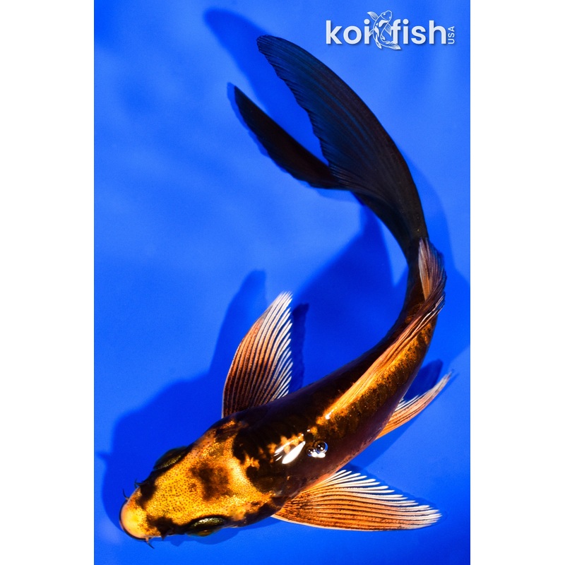 4.5" DOITSU ORENJI MATSUBA BUTTERFLY