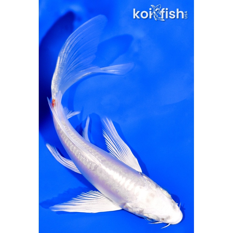 4.75"  DOITSU PLATINUM OGON