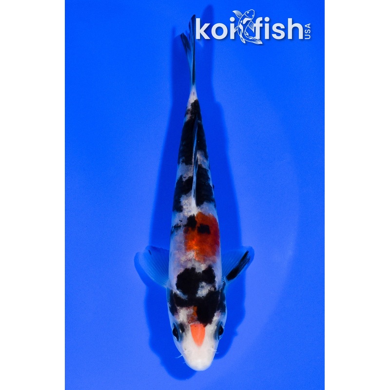 4.75" DOITSU SANKE