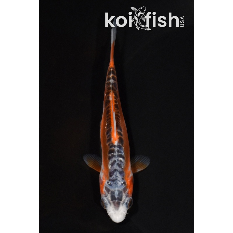 4.75" HI SHUSUI