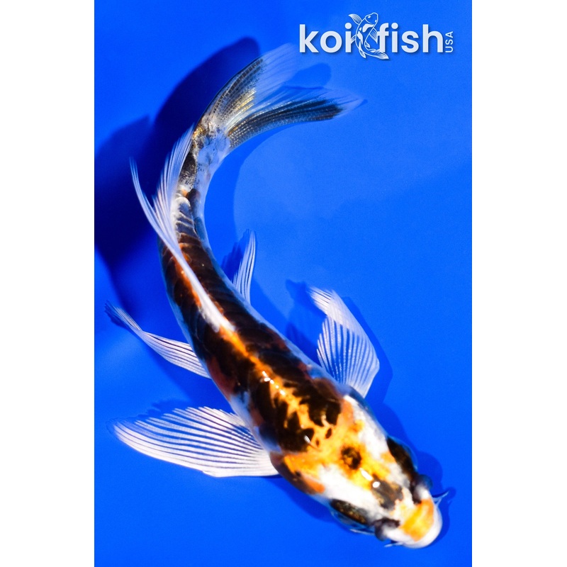 4" KIN KIKOKURYU BUTTERFLY