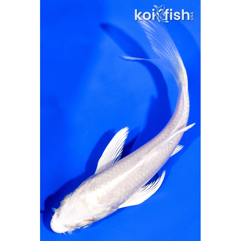 4" PLATINUM OGON BUTTERFLY