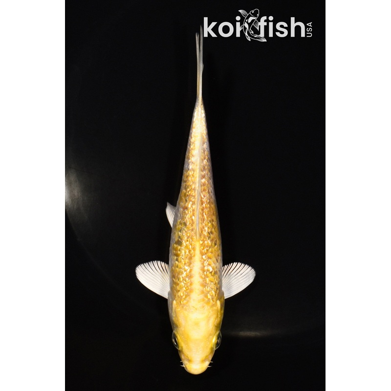 5.25" GINRIN HARIWAKE
