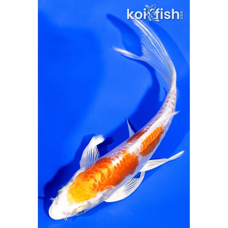 5.25" KIKUSUI BUTTERFLY