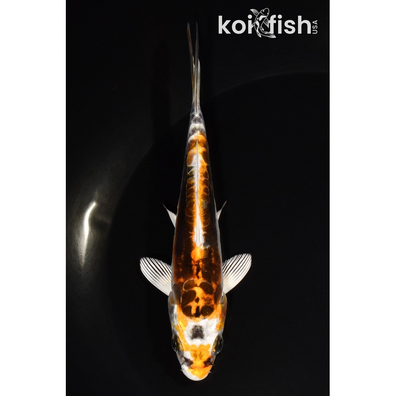 5.25" KIN KIKOKURYU