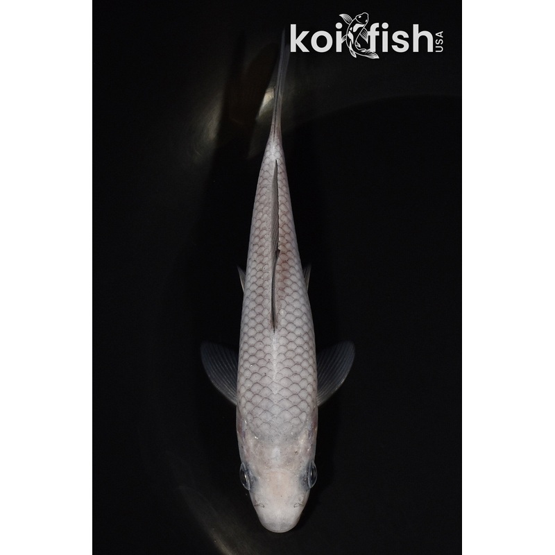 5.25" SOROGOI