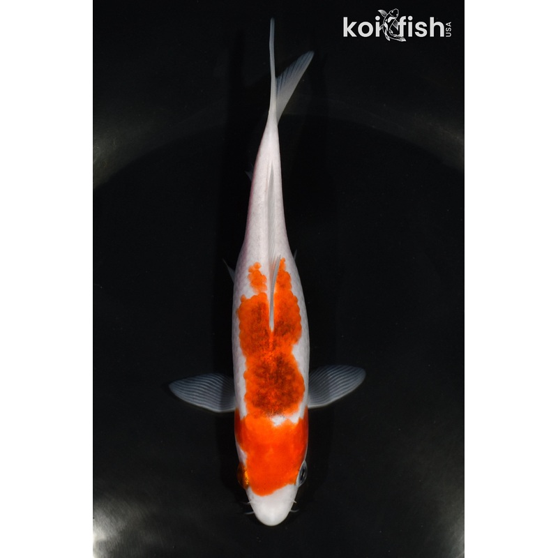 5.5" AI GOROMO