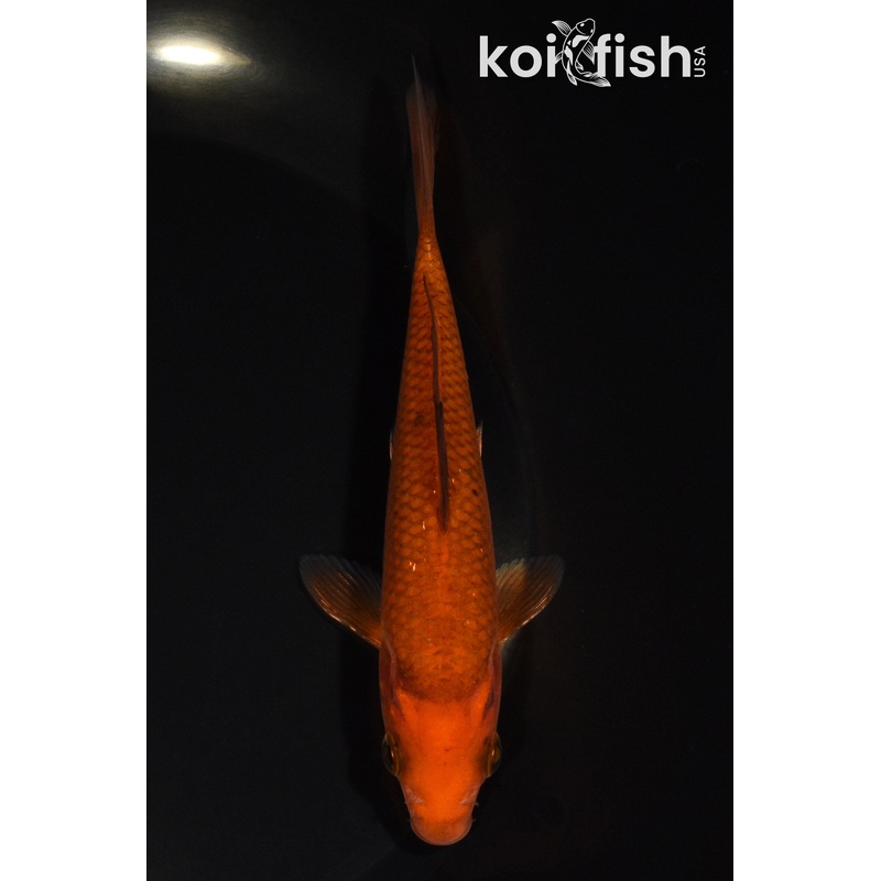 5.5" CHAGOI