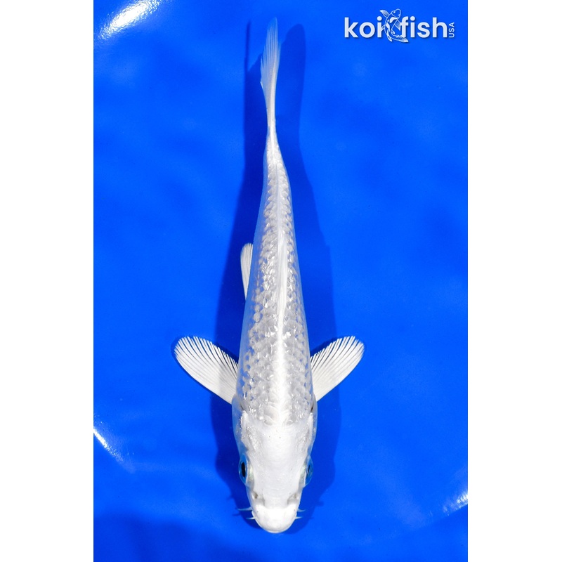 5.5" GINRIN PLATINUM OGON