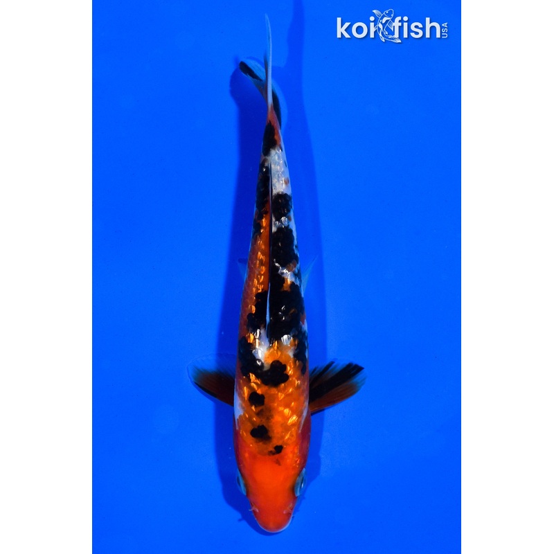 5.5" GINRIN SANKE