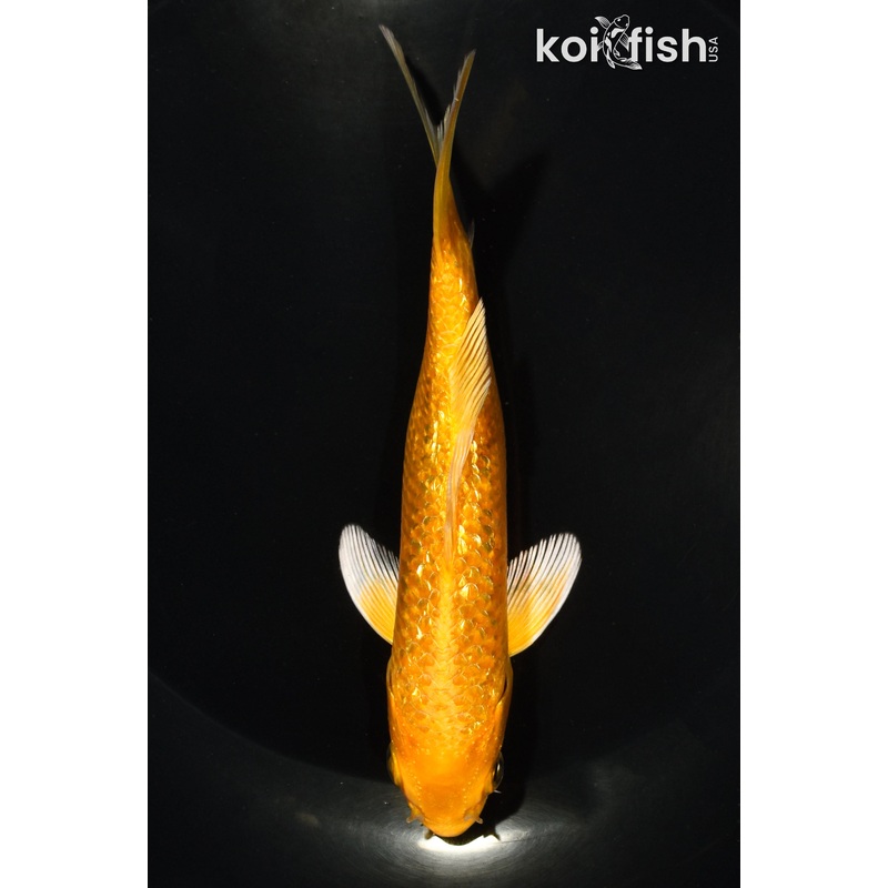 5.5" GINRIN YAMABUKI OGON