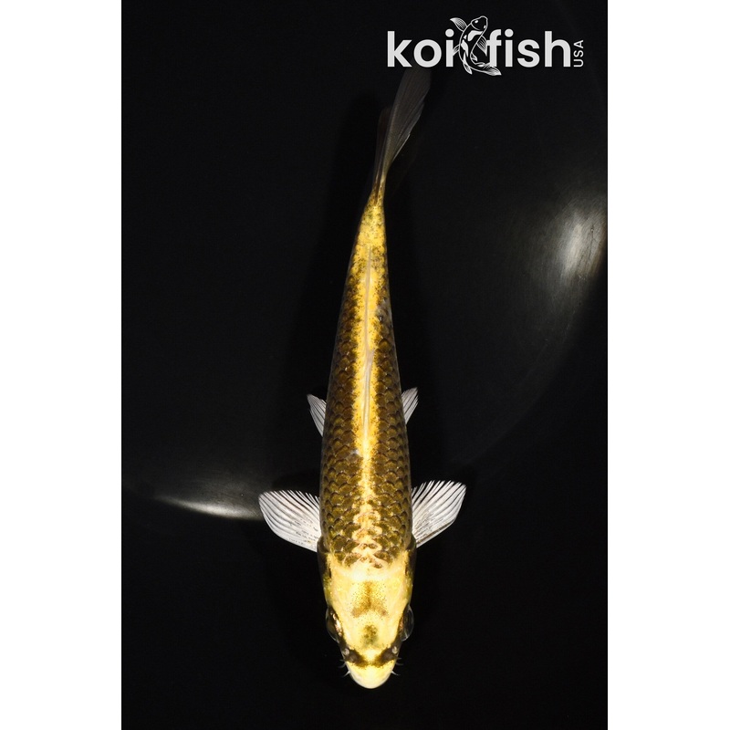 5.5" KI MATSUBA