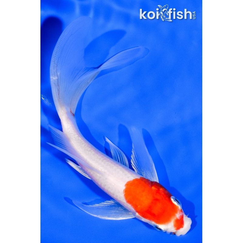5.5" KOHAKU BUTTERFLY