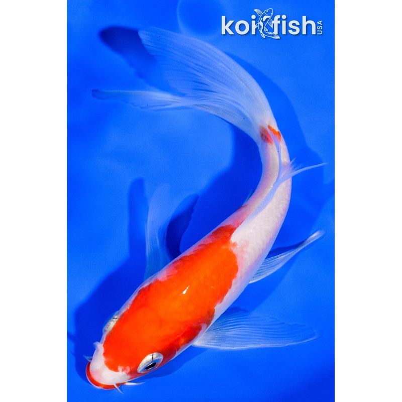 5.5" KUCHIBENI KOHAKU BUTTERFLY