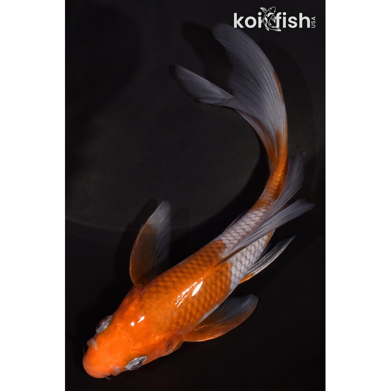 5.5" OCHIBA SHIGURE BUTTERFLY