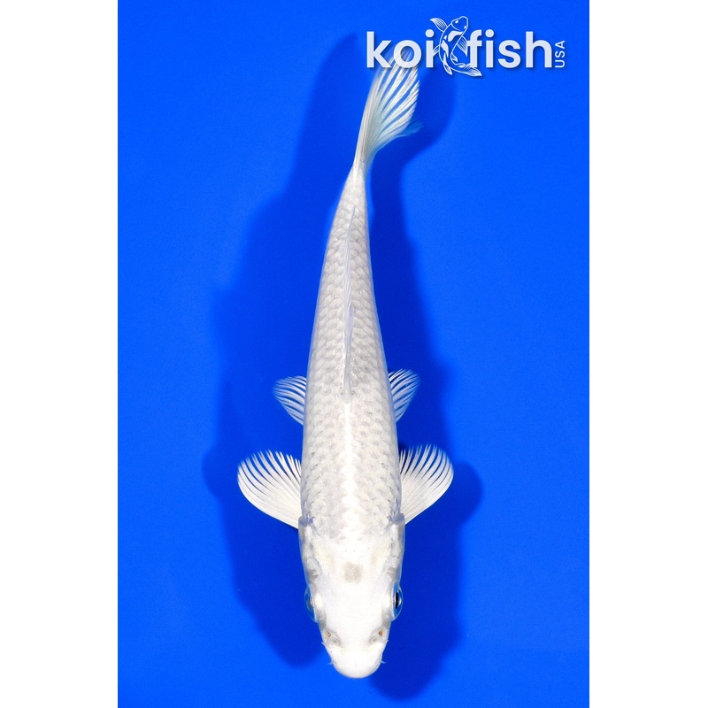 5.5" PLATINUM OGON