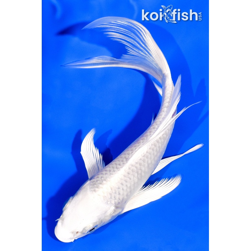 5.5" PLATINUM OGON BUTTERFLY