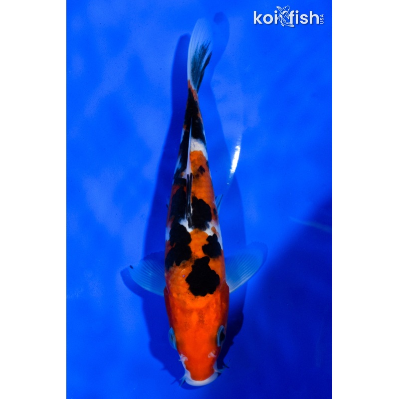 5.5" SANKE
