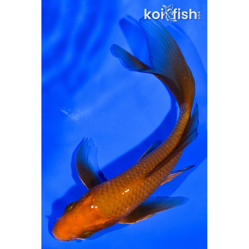 5.75" CHAGOI BUTTERFLY