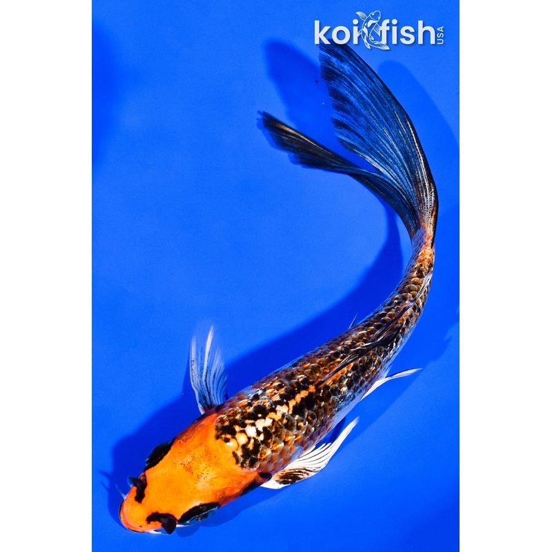 5.75" GINRIN KUJAKU BUTTERFLY