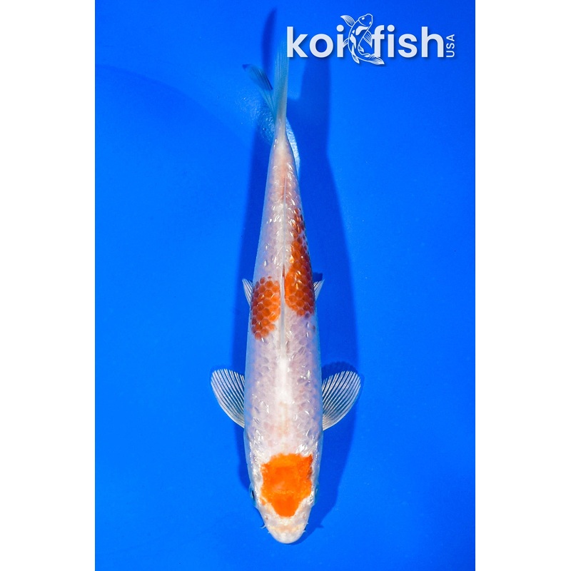 5.75" GINRIN MARUTEN HARIWAKE