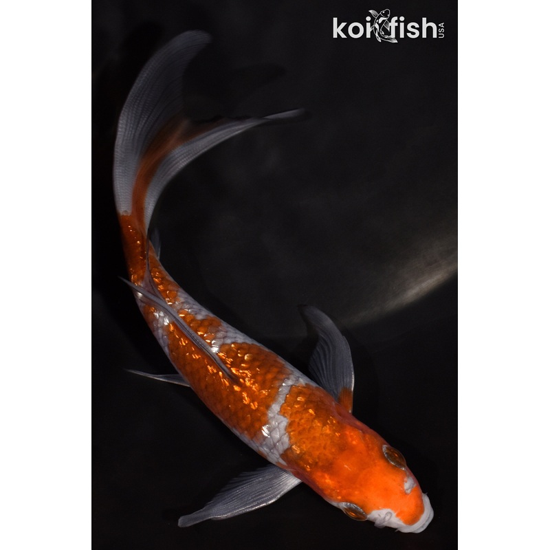 5.75" GINRIN OCHIBA SHIGURE