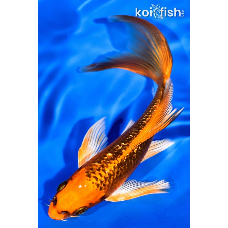 5.75" GINRIN ORENJI MATSUBA BUTTERFLY