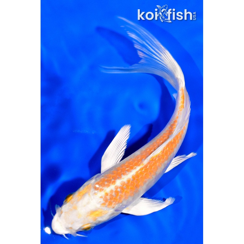 5.75" HARIWAKE BUTTERFLY