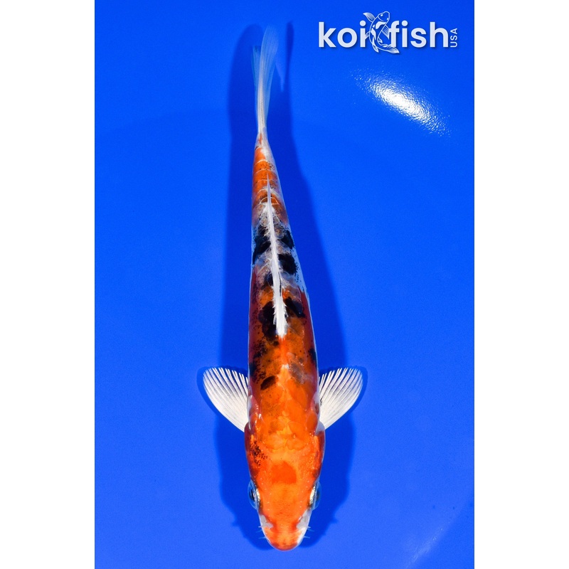 5.75" HEISEI NISHIKI