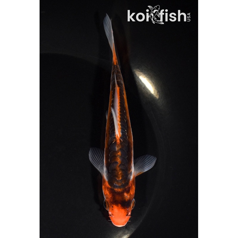 5.75" HI SHUSUI