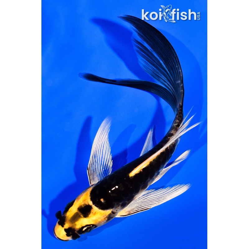 5.75" KABUTO BUTTERFLY