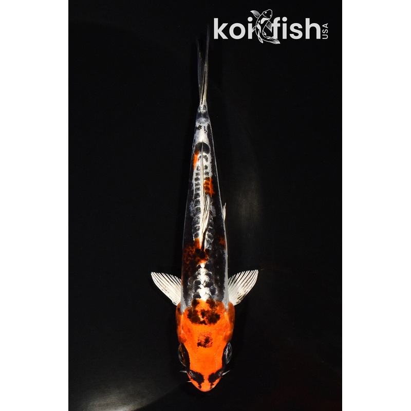 5" BENI KIKOKURYU