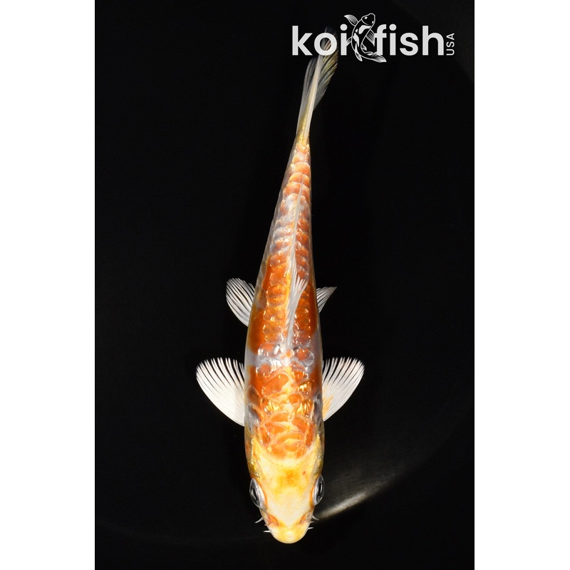 5" DOITSU GINRIN HARIWAKE
