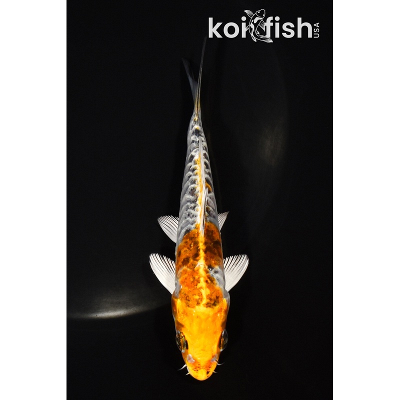 5" DOITSU KUJAKU