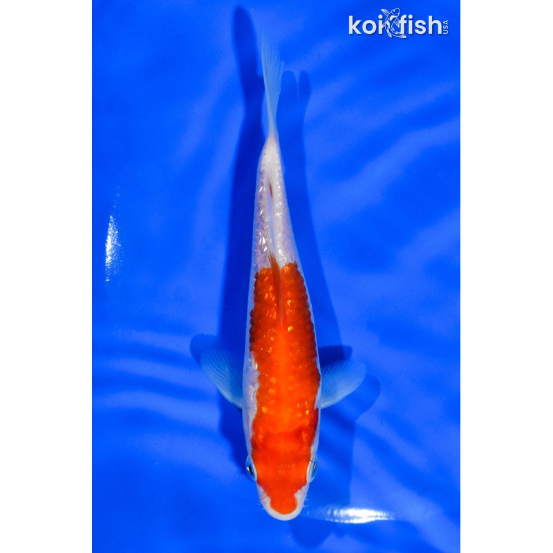 5" GINRIN KOHAKU
