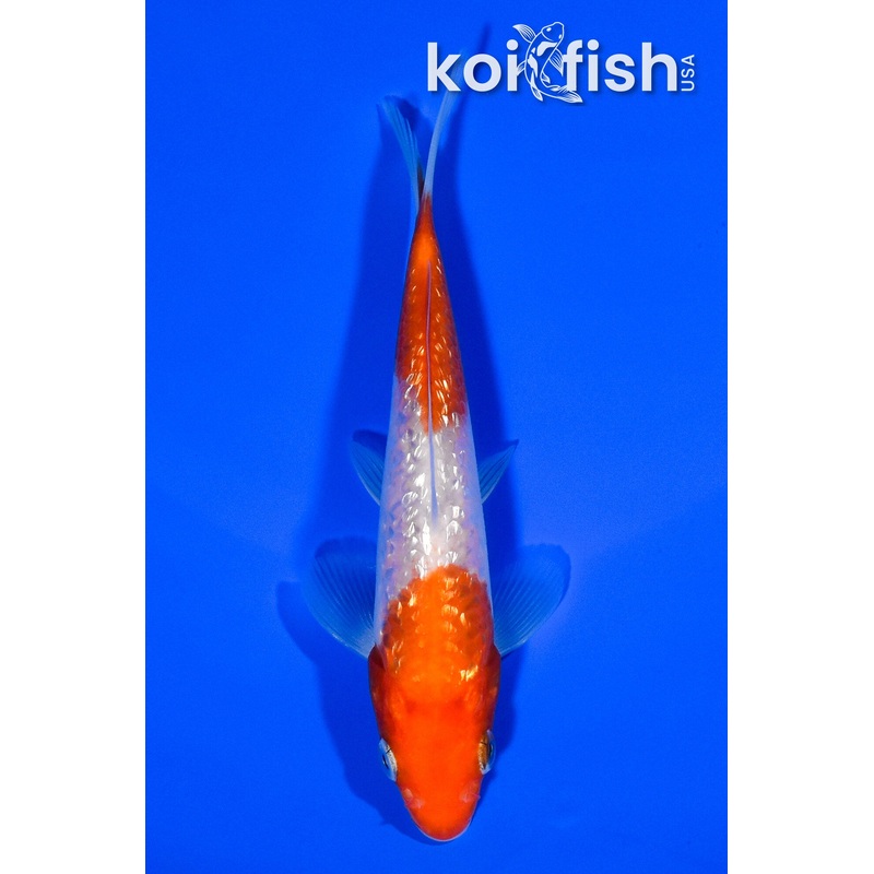 5" GINRIN NIDAN KOHAKU