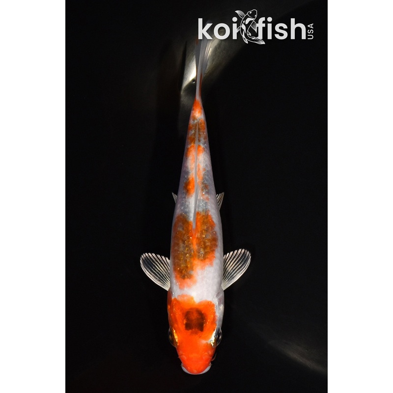 5" GOROMO