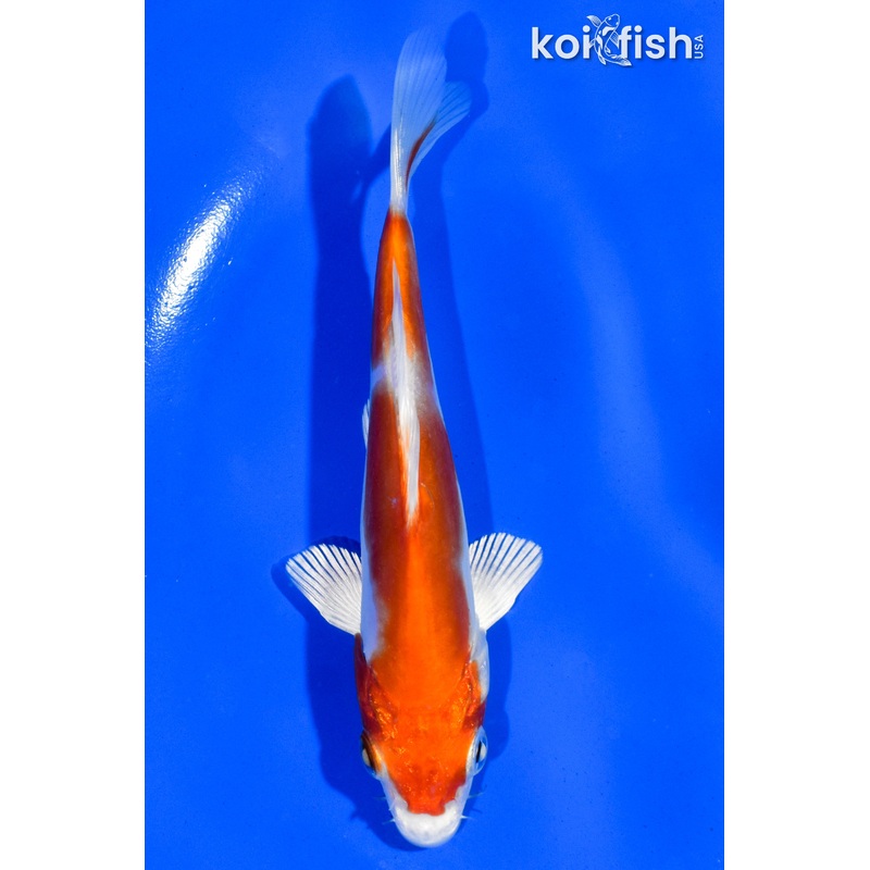 5" KIKUSUI