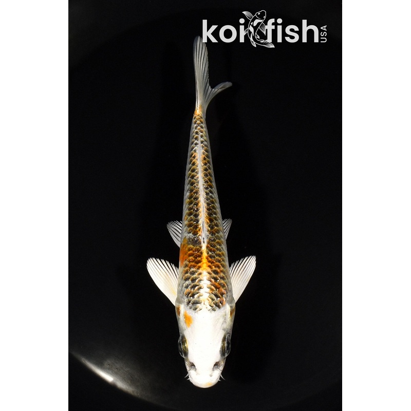 5" KUJAKU