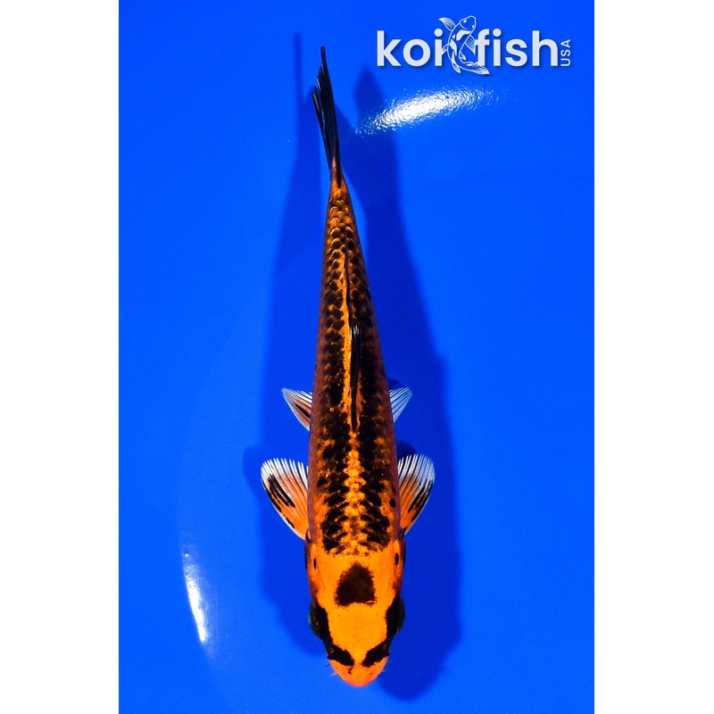 5" ORENJI MATSUBA