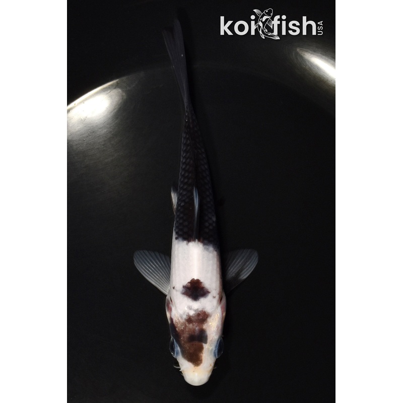 5" SHIRO UTSURI